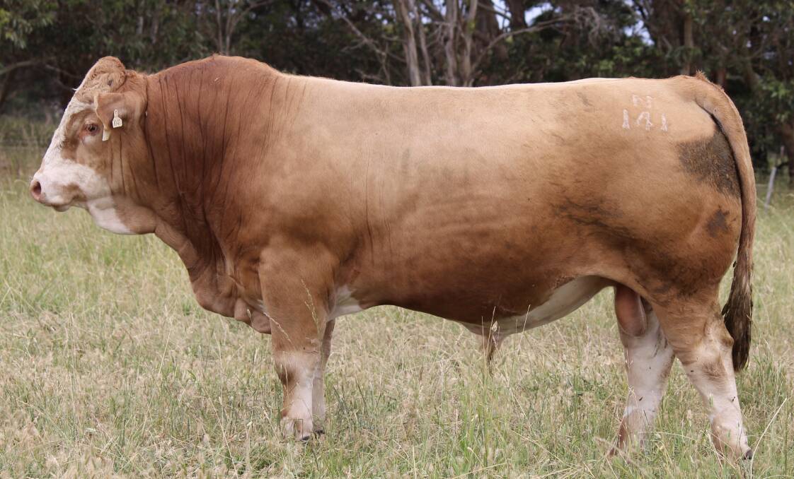 South Australian traditional red Simmental bull, Woonallee Notice N141 registered 130 progeny in 2022. Picture supplied. 
