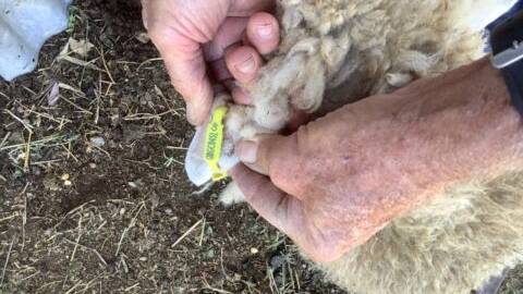Sheep stolen at rural property near Warwick