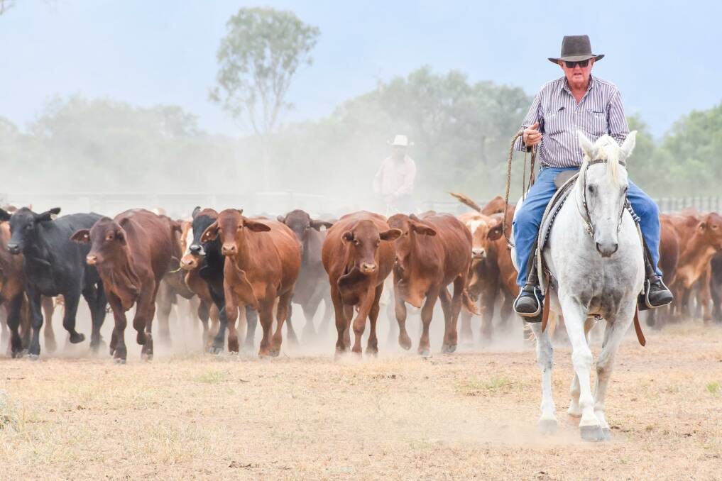 Ken Roche of Ridgelands, mustering in the ACC weaners for this year's Paradise Lagoons Campdraft event. Photos: Ben Harden 