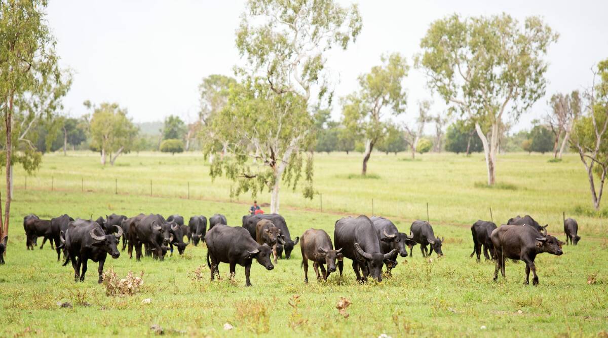 Buffalo grazing at Beatrice Hill research station in the Northern Territroy. Picture supplied. 