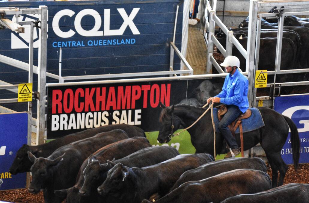The commercial females kicked off the sale, with a run of eight No.2 Brangus heifers, offered by Beeblee Pastoral Co, selling for a top price of $1520 per head. Picture: Ben Harden 
