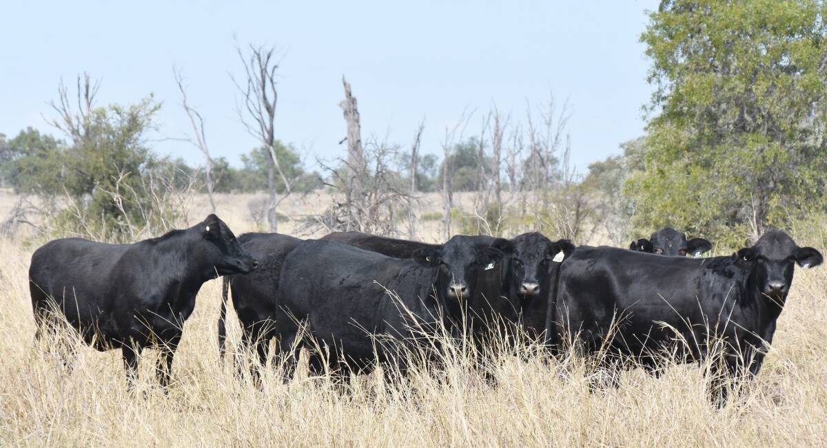 Their PTIC Angus heifers ready to calve in November. Picture: Ben Harden 