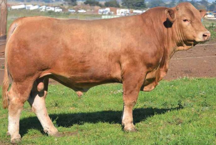 Second top price bull Calmview Quickshift Q105E (AI) (P) (R/F) sold for $19,500. Photo supplied.
