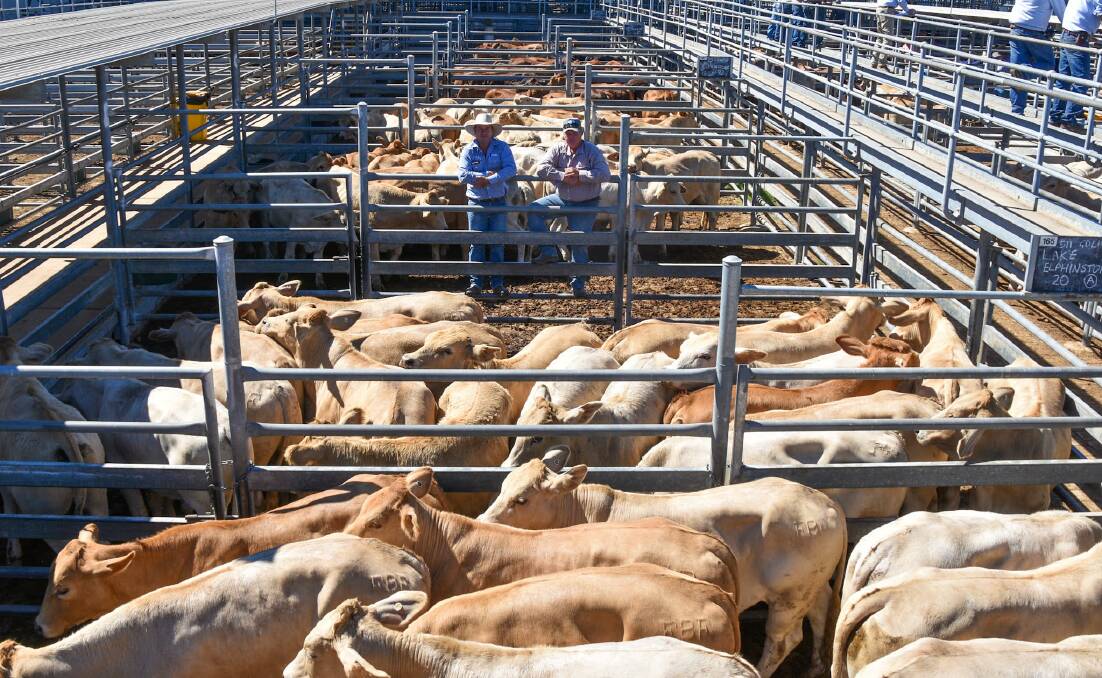 The 107-head light feeder offering featured Charbray steers and Limousin cross, which were drawn from Lake Elphinstone, Nebo. Picture: Ben Harden 