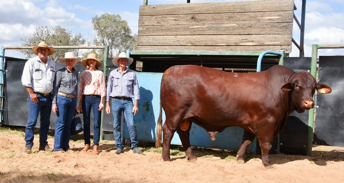 SALE TOPPER: Steven Goodhew, PJH Livestock and Property, Roma, buyer Doris Mckay, Torres Park Grazing, Augathella, Moongana Santa Gertrudis stud principals Denise and Cyril Gauld, Bethlee, Drillham, with top price bull Moongana Ollie 3494 (PP). Photo: Ben Harden
