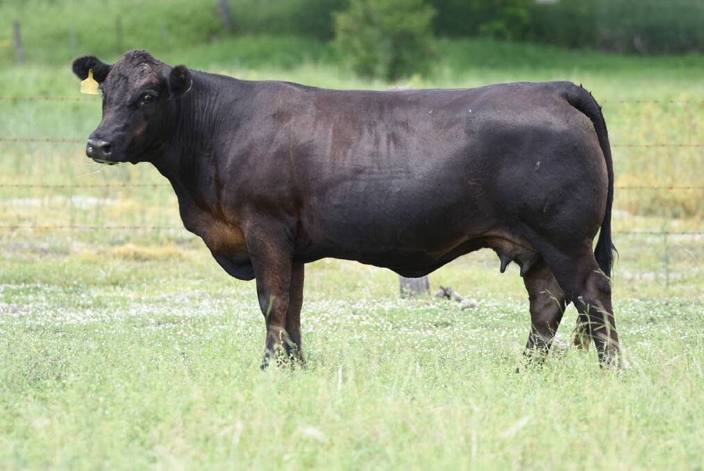 Top price female OSullivans Black Pearl L27 was sold for $8000. At the conclusion of the sale, five Pick of the Pair lots sold to $8000 and averaged $5900. Two Opportunity to Flush lots sold for an average of $5500 and 41 individual female lots sold to a top of $7000 for an average of $4134. Six sire prospects sold to $8000 and averaged $6583.