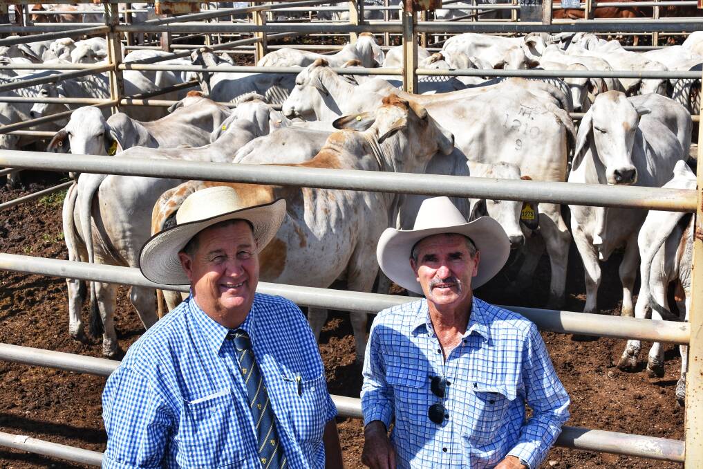Clermont commercial Brahman female show sale champion pen, with buyer Andrew Olive, Raglan Brahmans, Raglan and vendor Neil Harling, Carawah Stud, Gindie, at Friday's sale. Picture: Ben Harden 