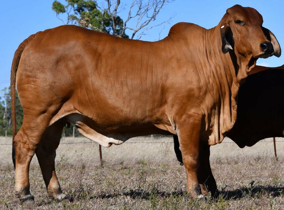 TOP RED FEMALE: The Rivers Mariah 101 (AI) (PS) sold for $15,500, offered by Peter and Sue Gray, The Rivers Brahmans, Marlborough, and purchased by Lornevale and Roseglen Partnership. Photo: Sue Gray.