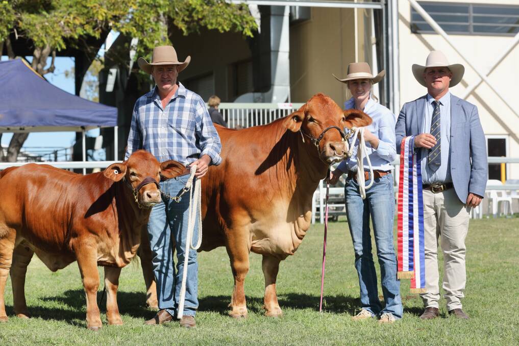 Supreme Interbreed FemaleGlenlands D Bells 'N Whistles and calf with Darren and Tayla Childs, Glenlands D stud, Theodore and judge, Lawson Camm, Cambil stud, Prosperine. Picture: Kent Ward