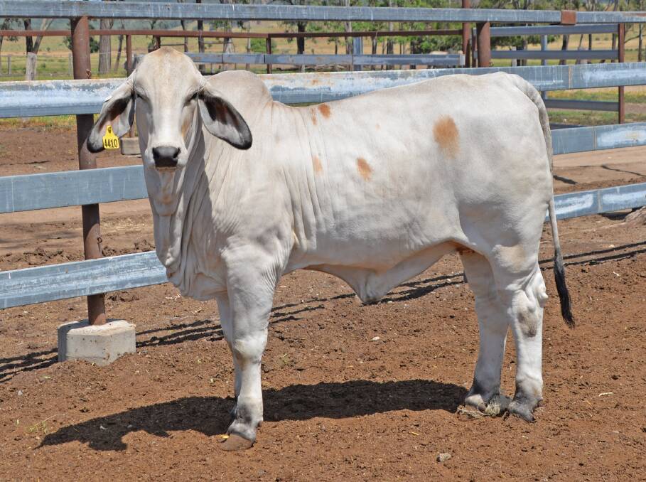 The Donald family sold the second-top price female with their nine-month-old heifer EL JA Larissa N Manso N (IVF) (PS) for $19,000 to Charlevue Cattle Company. 