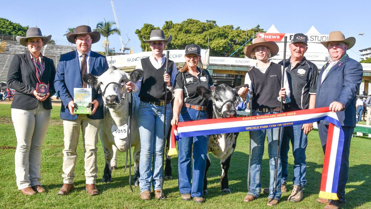 Grand champion Speckle Park female, KJ Hill Adena and bull calf, led by Jazmin Madden and Ella Saul, exhibited by Cindy Tucknott, with ribbons and trophy presented by Elders studstocks' Eliza Connors, IAH representative, Chris Booby, and judge Tom Wildling-Davies, Premier Livestock Solutions, Brisbane.