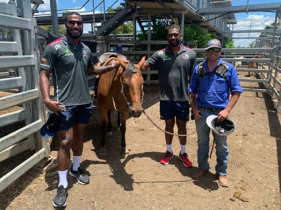 Queensland Reds players Suliasi Vunivalu and Seru Uru meeting stockman Matthew Carr during their tour of the CQLX selling centre as part of their tour of the regions. Photo: CQLX 