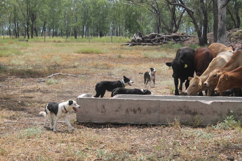 Tim Flynn brought 12 of his own Boarder Collie working dogs and shared his mustering experience, working his dogs with a small herd of cattle at the Moura Saleayards on Thursday. Picture: Ben Harden