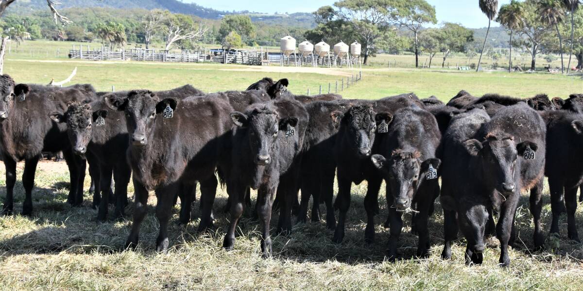 Iwasaki Grazing is home to a 3000 full blood Wagyu herd. 