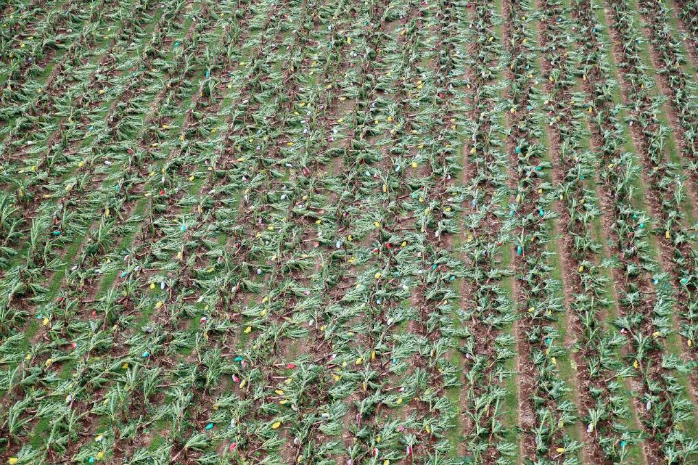 Completely Flattened: The Sciaccas banana farm in Boogan had nearly 100 per crop losses on Monday, after a tropical low that has now intensified into Cyclone Niran impacted the region. Picture: Michael Chambers 