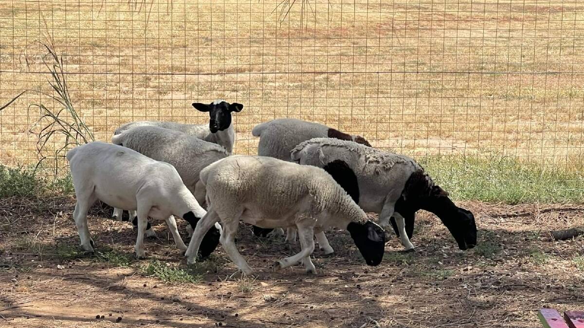 The lamb was found butchered on the grounds of the high school on Monday. Photo: Police