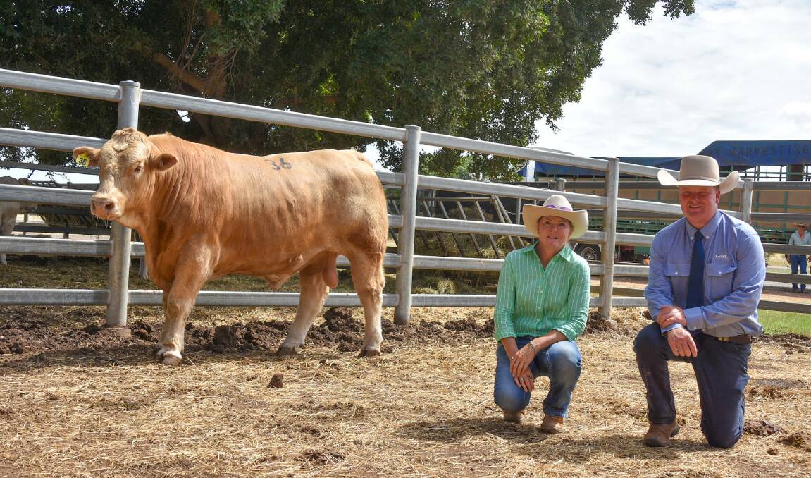 Top price Charolais bull, Mountview Texas, which sold for $14,000 to JJ O'dell, Jericho, pictured with vendor Katrina Bebbington, Mountview Charolais, Cambooya, with GDL's Corey Evans. PIcture: Ben Harden 