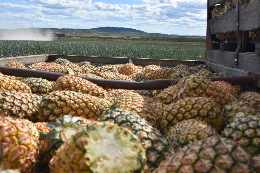 Tropical cyclones, the 2019 bushfire and global Covid-19 pandemic have had a severe impact on the Capricorn Coasts pineapple supply in recent years. Photo: Ben Harden