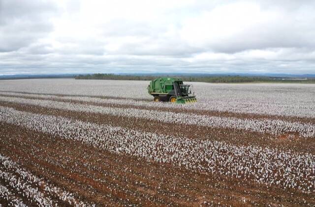HARVESTING UNDERWAY: The Jonsson family is currently harvesting their cotton crop, 50 kilometres south of Mount Garnet. 