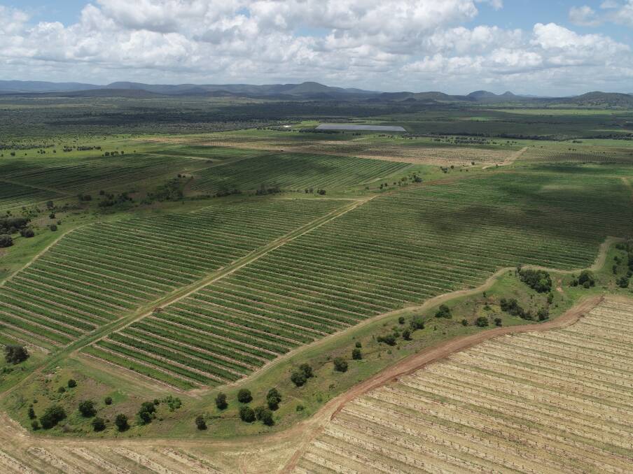 The first Macadamia plantings started in September 2021. Picture supplied by RFM 