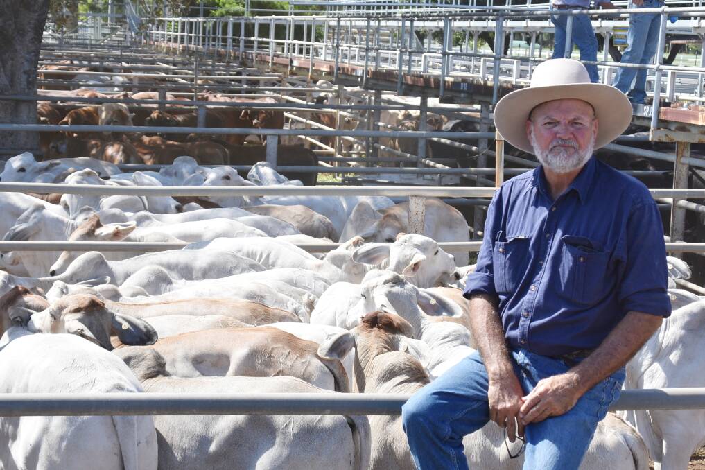 Michael Borg and family of Calveston, Clermont sold 80 Brahman weaner steers weighing 324kg at 280c/kg to make $909/hd. Picture: Ben Harden 