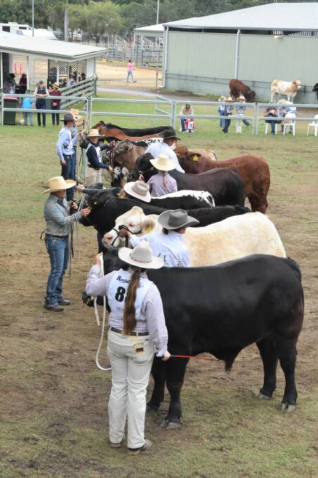 These led steers were drafted out of the 33 steers as the top 10. 