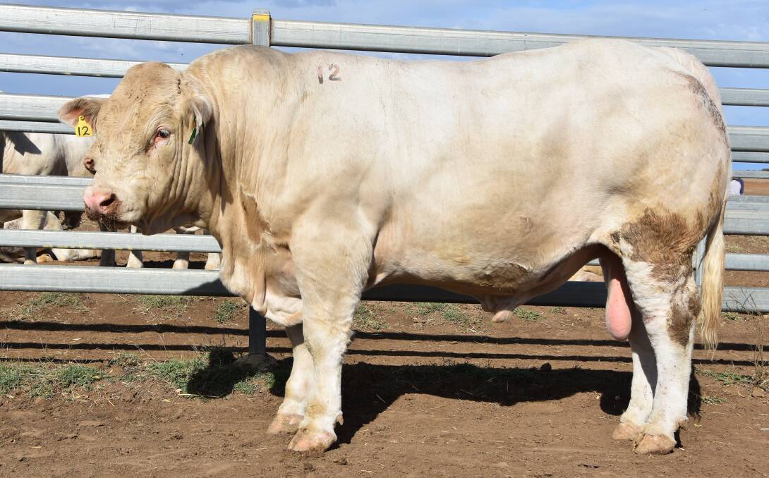 Claiming the heaviest Charolais bull title on the day, Ayr Irishmat's Emery had the sire appeal and the growth figures to attract the top bid of $28,000. Photo: Ben Harden