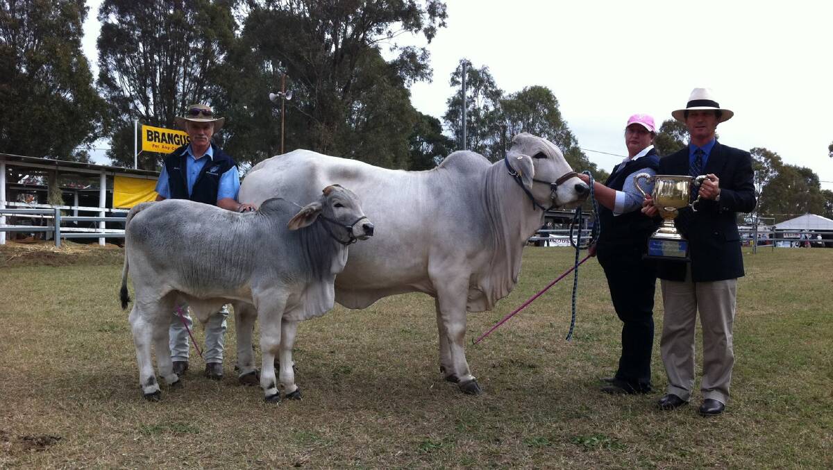 The Stark's Brahman stud has enjoyed success over the years, with their prized cow Bundaleer Miss Buttons and her calf Bows Manso winning the Cattleman's Cup at Farmfest in 2013. Photo: Supplied

