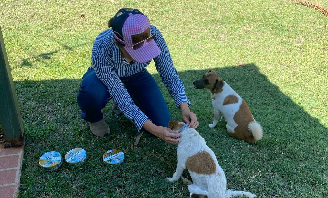 Veterinarian Dr Zoe O'Brien puts tick collars on her dogs to prevent them from being infected with Ehrlichia canis. Photo supplied.