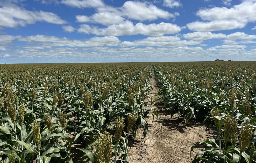 Sorghum growing in north west Queensland. Picture supplied.