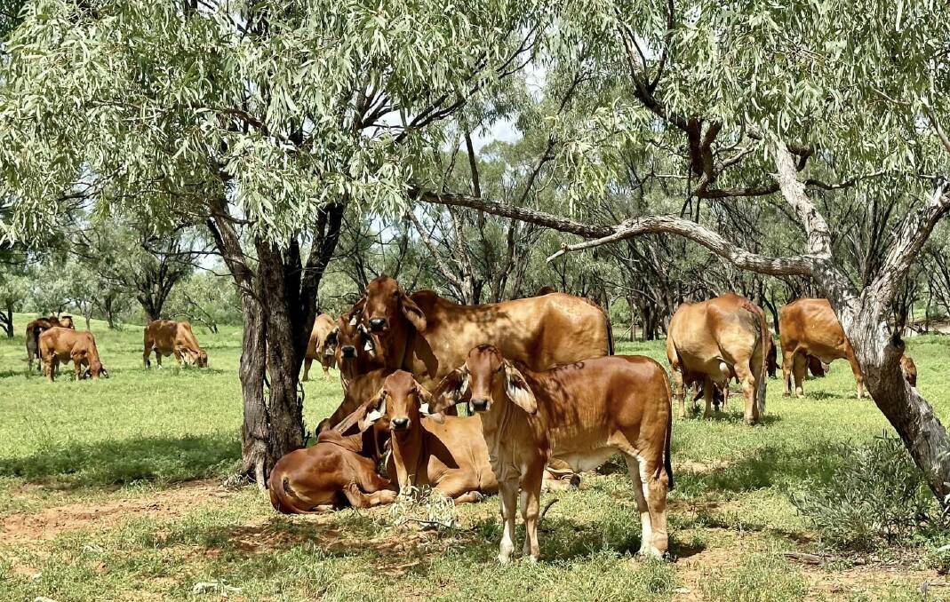 Gipsy Plains Brahmans predict to have 95 per cent polled red herd by 2025. Picture by Jacqueline Curley.