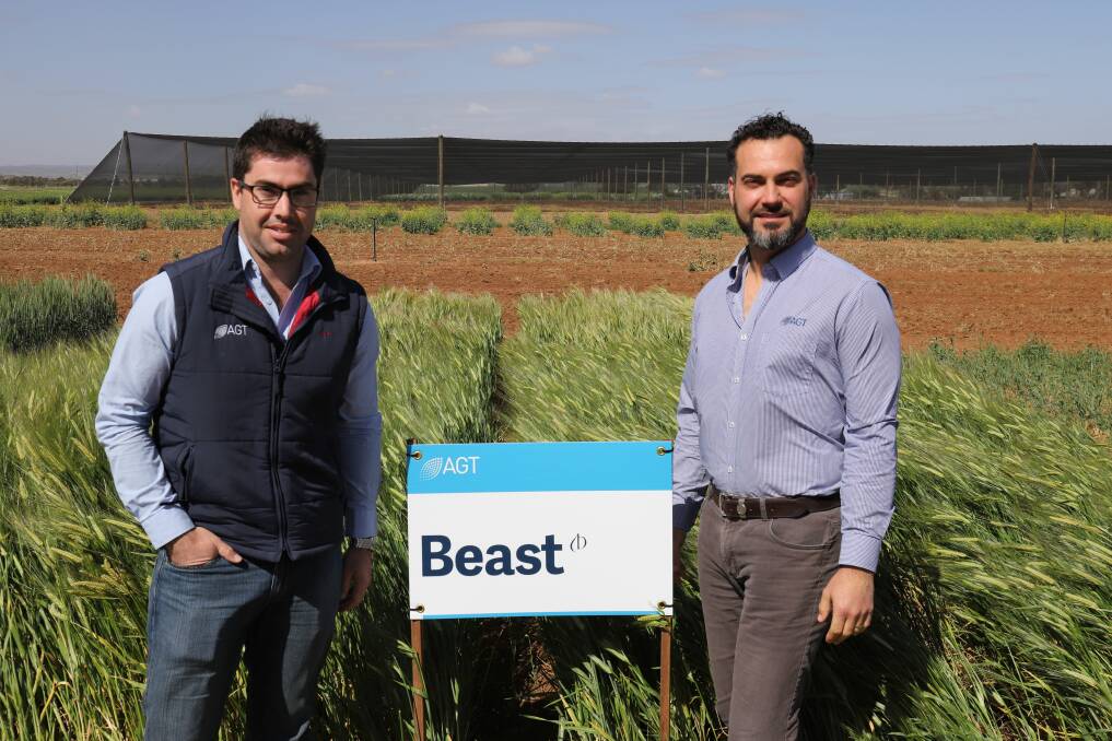 UNLEASHING THE BEAST: Australian Grain Technologies barley breeder Paul Telfer and CEO Haydn Kuchel in front of a demonstration plot of AGTs new, high yielding barley variety Beast.