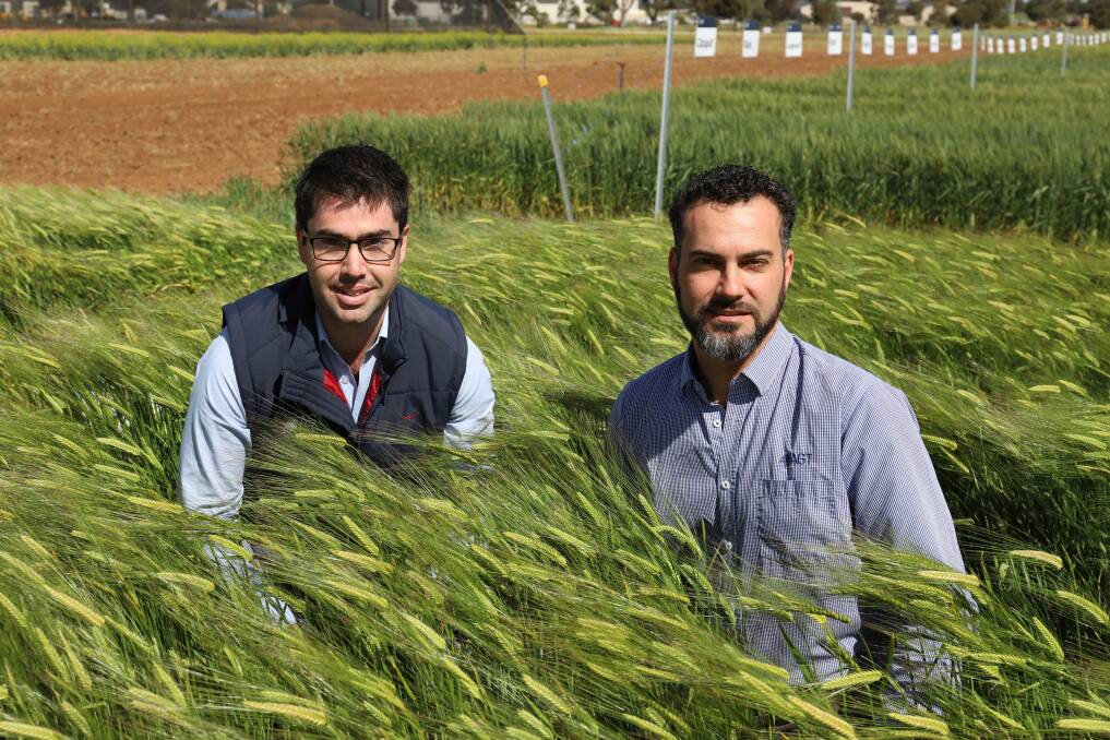 BEAST MODE: Australian Grain Technologies barley breeder Paul Telfer and CEO Haydn Kuchel inspect a plot of newly released barley variety Beast.