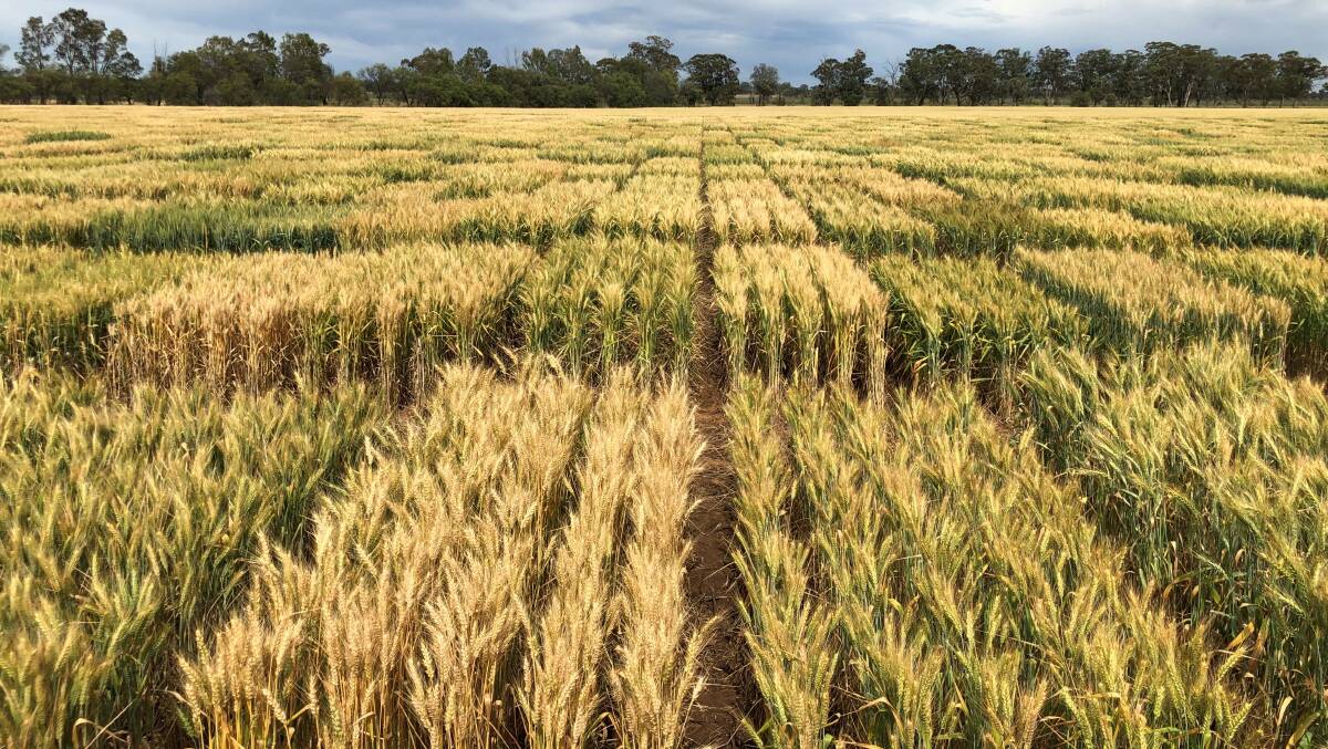 One of Australian Grain Technologies (AGT) regional breeding trial sites in NSW that contains over 5,000 yield plots.