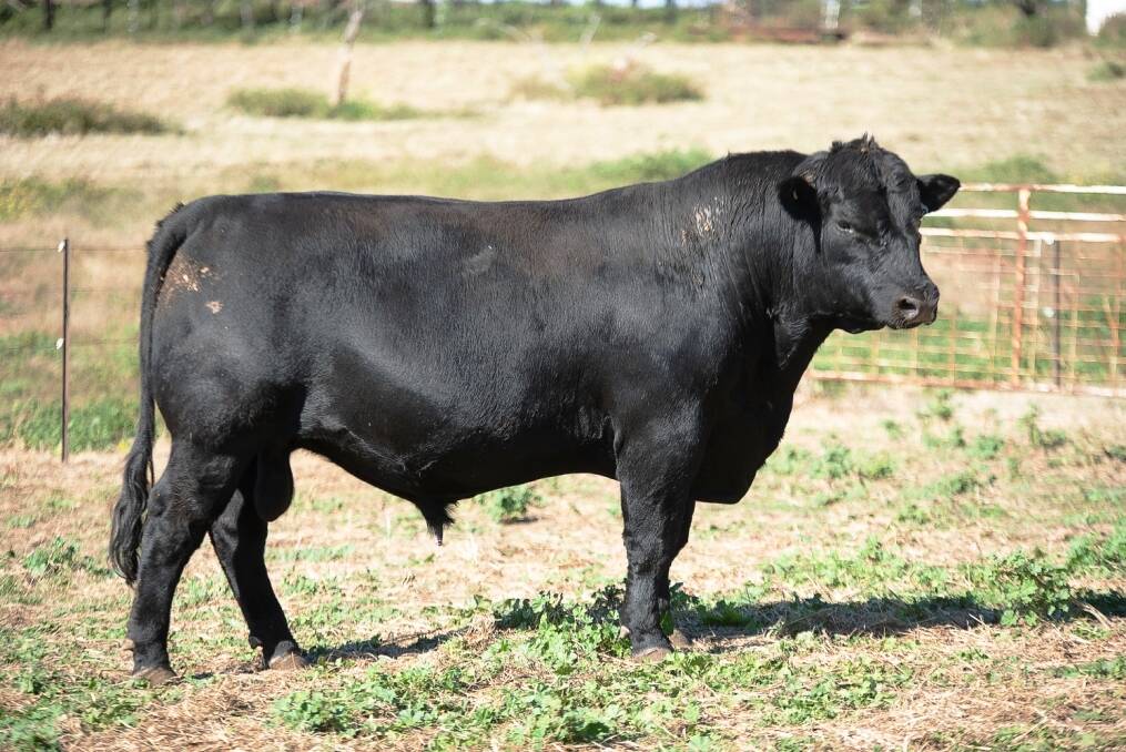 Hundreds of Booroomooka Angus' top bulls go under hammer in blockbuster sale