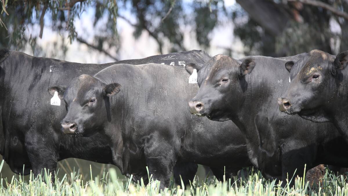 Angus advantage: The Wedges will offer 62 Angus bulls comprising 45 rising two year olds and 17, 16 to 18 month olds. Many bulls in the draft will suit heifer joinings. 
