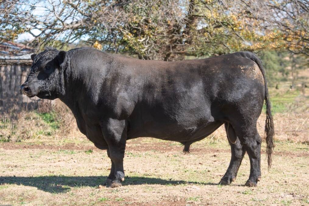 A GREAT OPPORTUNITY: 67 sons of Rennylea L519 (pictured), the leading Australian sire, will be on offer at the Booroomooka Angus Bull Sale on Friday, August 14.