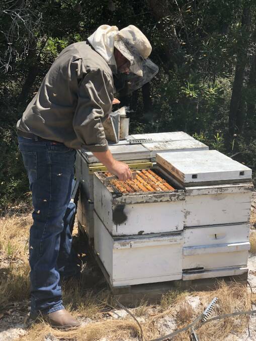 Beekeeper Robert Dewar inspects hives. 
