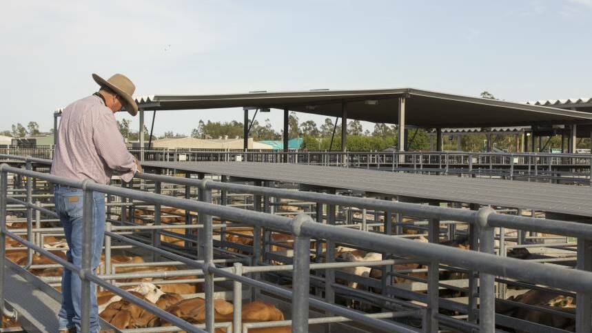 Emerald Saleyards will receive $1 million in funding from the state government's Building Our Regions program. FILE PICTURE. 