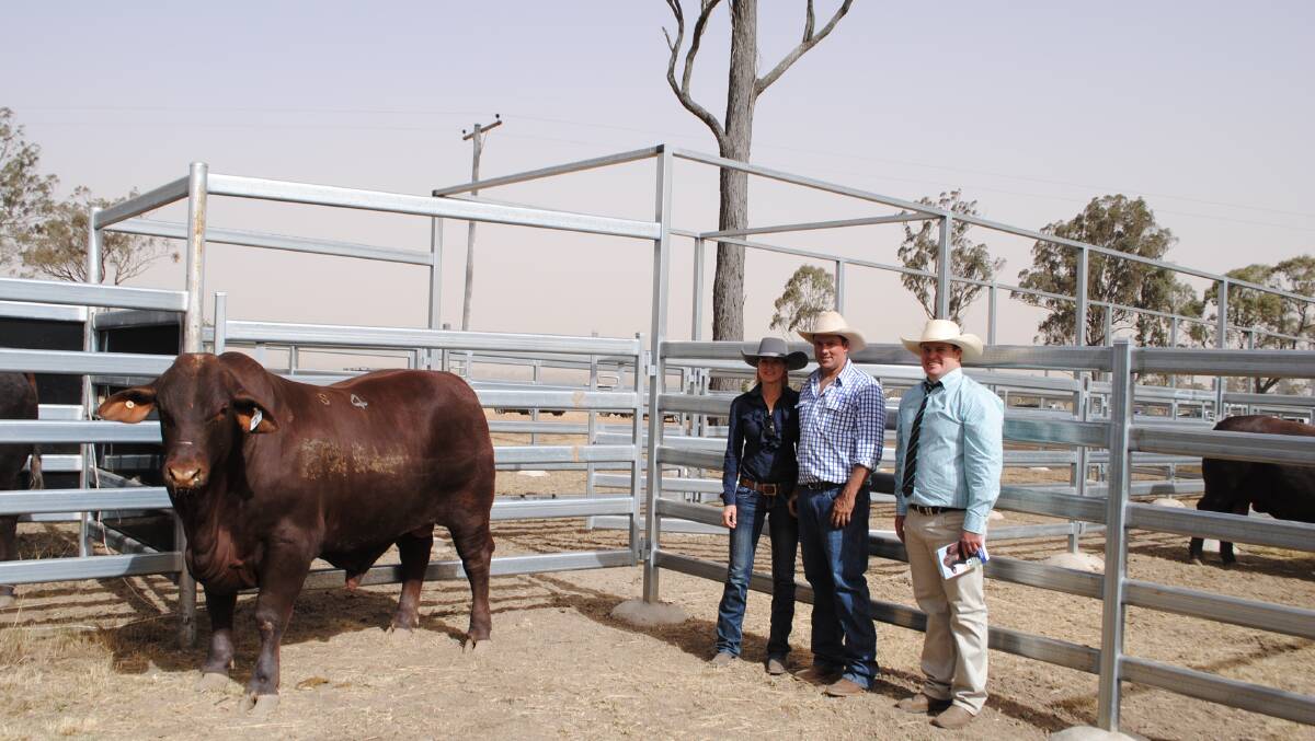 Top price $44,000 bull Dunlop Tomahawk P1070 with Rebecca and Scott Dunlop, Dunlop Santas and Trent McKinlay, Landmark.