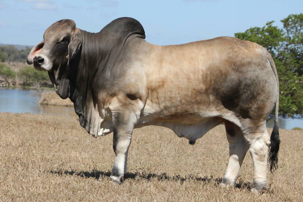Straws of semen from NCC Lord Delaware will be on offer for the Australian Brahman Breeders Association charity semen auction. Photo-supplied. 