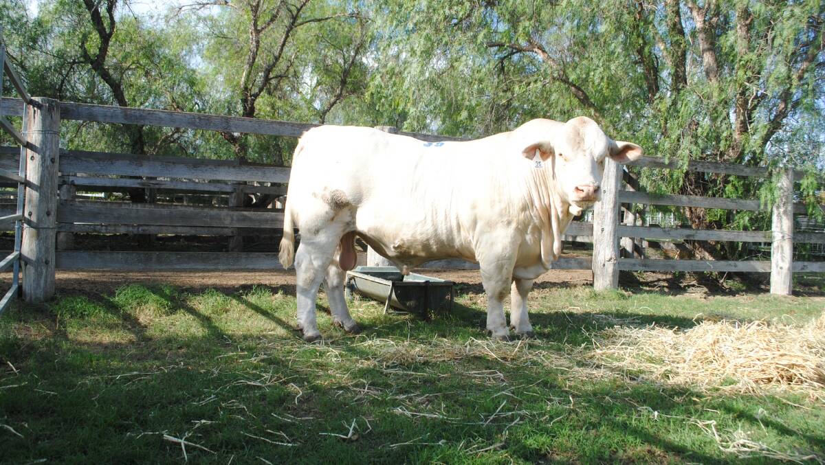 Top priced bull of the Ascot autumn sale, Ascot Namesake N15E sold for $26,000 to Jon Imberti, Silverstone Livestock, Albany, Western Australia. 