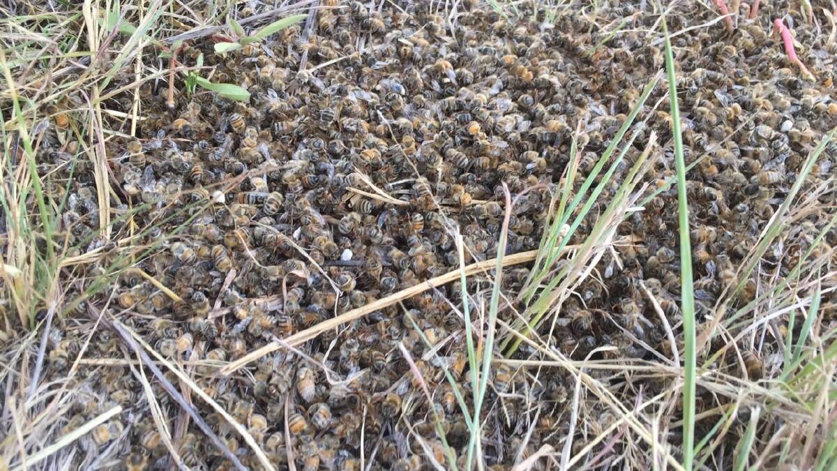 It is believed mass bee deaths at Dalby are the result of agricultural chemicals. 