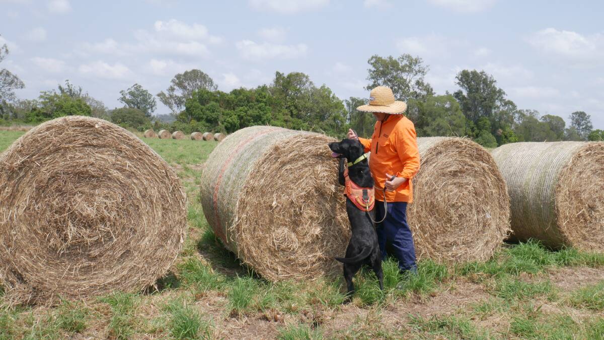 A National Red Imported Fire Ant Eradication Program officer and detection dog Diesel check hay for fire ants. 