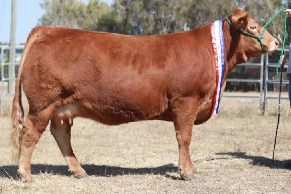 QUALITY ON DISPLAY: Oakwood Polled Kurizma, exhibited by Paul and Kelli Forman, Bundaberg, took out the Wondai Show supreme exhibit accolade. Picture supplied. 