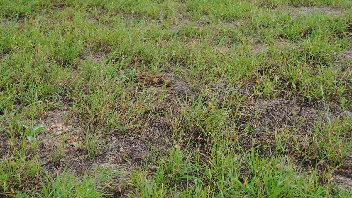 Pasture dieback is affecting Queensland producers, with extensive research underway to find the root cause. 