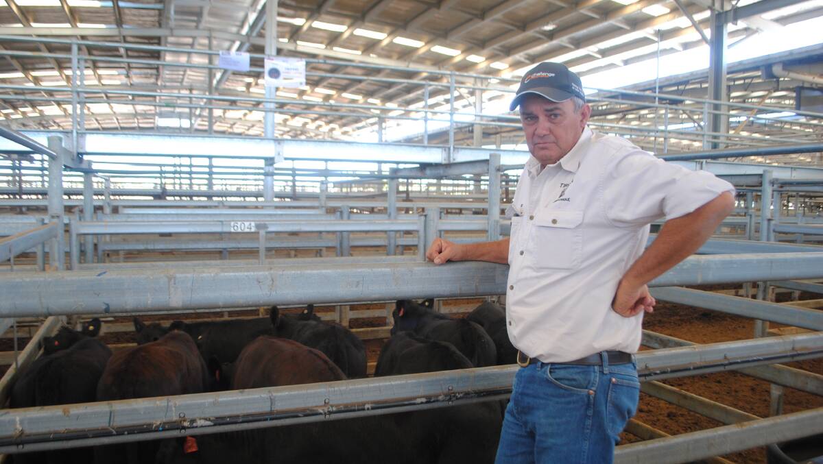 Ian "Boris" Maben with his heifers that won the 200-299 heifer class at the Dalby Feeder and Store Challenge. 