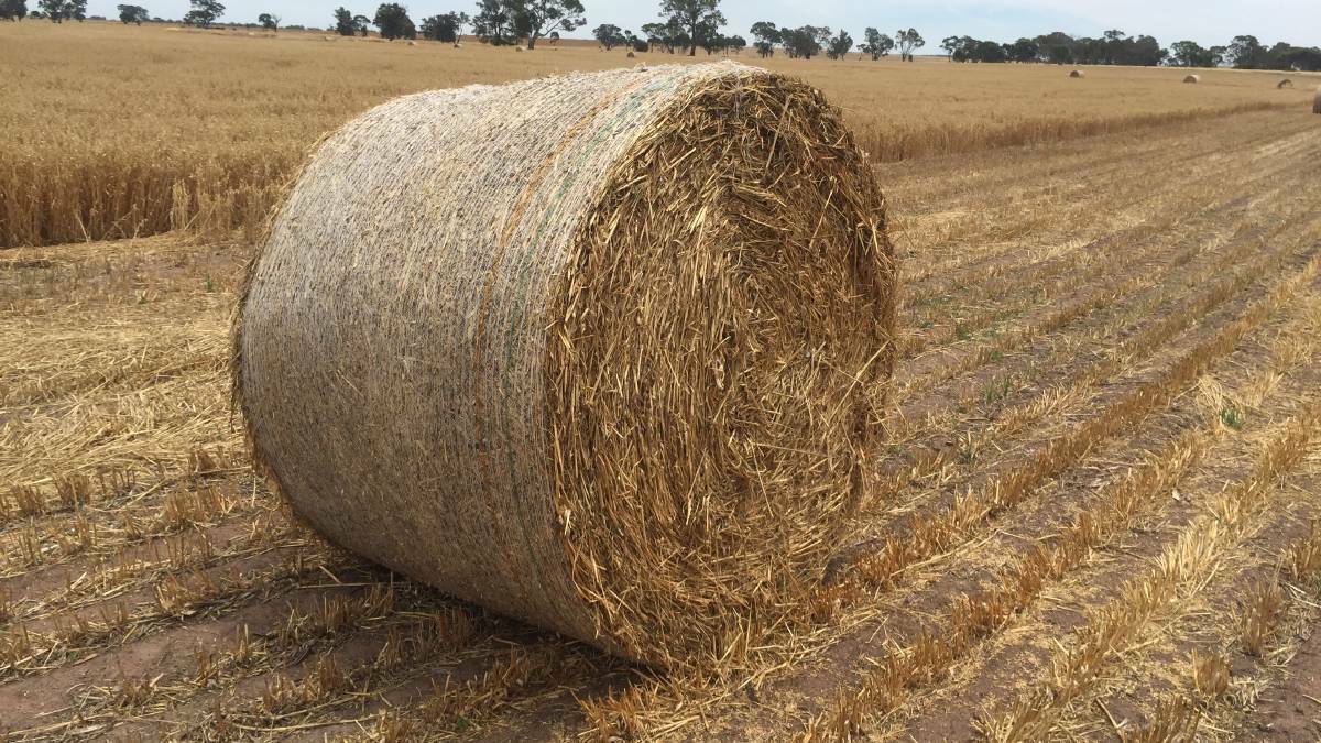 High levels of prussic acid and nitrate in hay were the cause of cattle deaths in the Stanthorpe district. FILE PICTURE. 