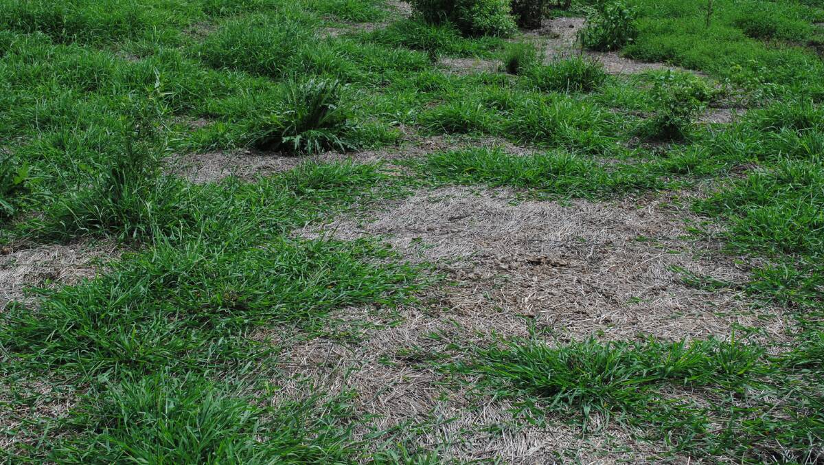 Pasture dieback on the UQ Gatton campus, where researchers have found white ground pearls at the root level of grasses. 