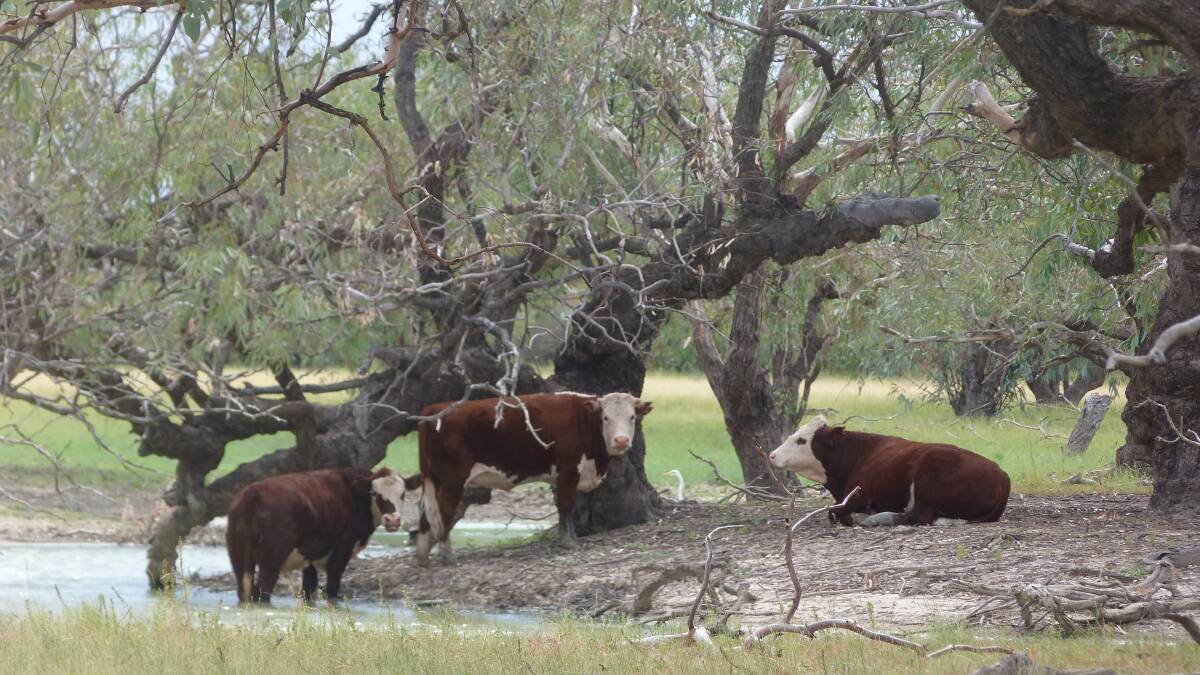 Hereford cattle on Adria Downs. Photo: Fiona Lake. 